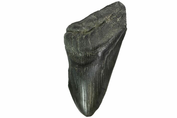 Partial, Fossil Megalodon Tooth - South Carolina #158909